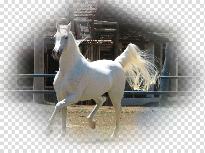 Stallion Arabian horse Irish Sport Horse Connemara pony Mare, mustang transparent background PNG clipart