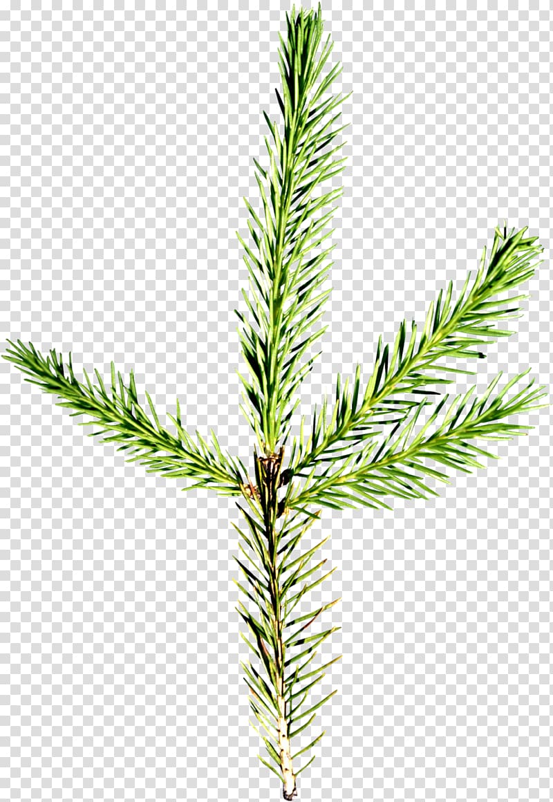 Spruce Pine Conifers needle Fir, TWIG transparent background PNG clipart