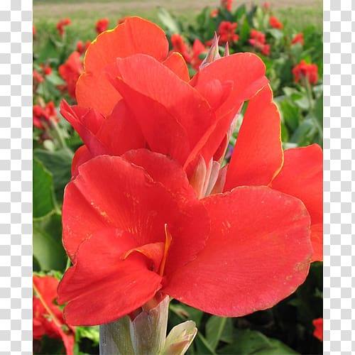 Canna Terra Ceia Farms Gladiolus Bulb Shrub, gladiolus transparent background PNG clipart