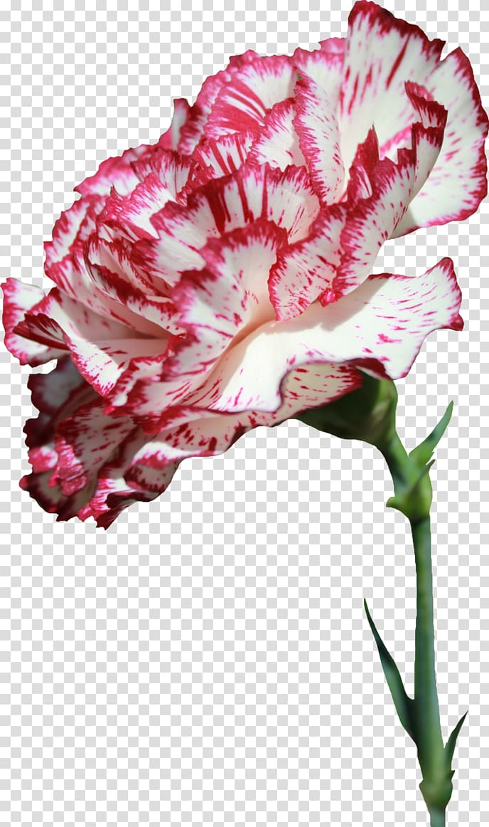 Carnation Cut flowers Flower bouquet, gazania transparent background PNG clipart