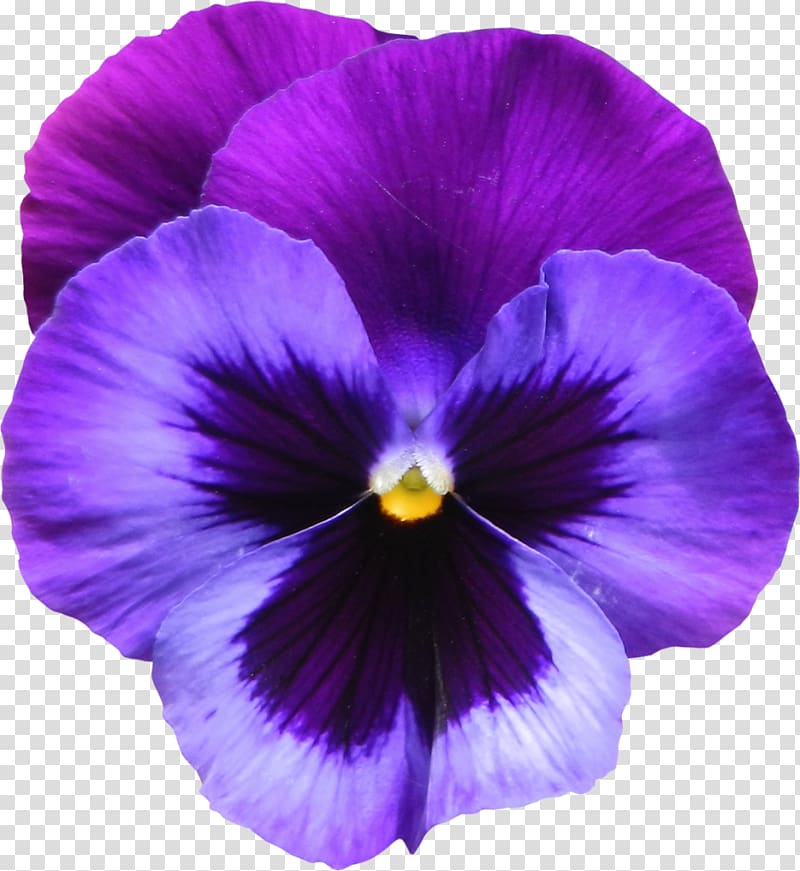 purple pansy flower illustration, Sweet violet Flower Purple , Violet transparent background PNG clipart
