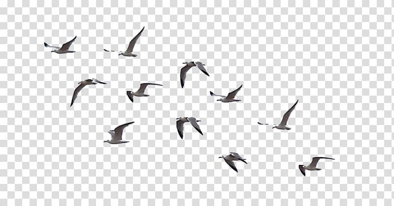 Bird Flock Drawing , Bird transparent background PNG clipart