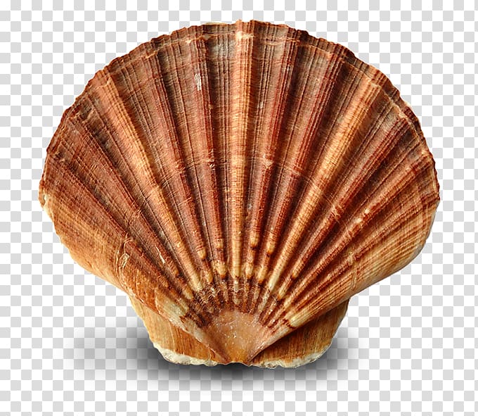 Oyster Clam Mussel Seashell Cockle, seashell transparent background PNG clipart