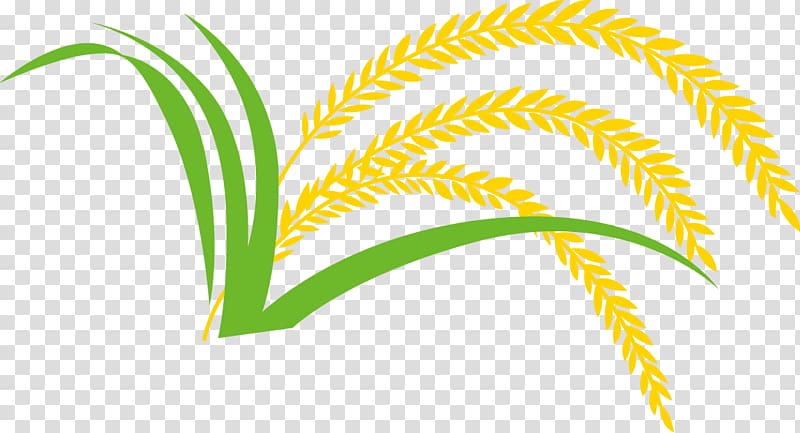 brown and green rice crop illustration, Rice gadu Paddy Field, paddy,Rice,Rice,Hedao,Rice transparent background PNG clipart