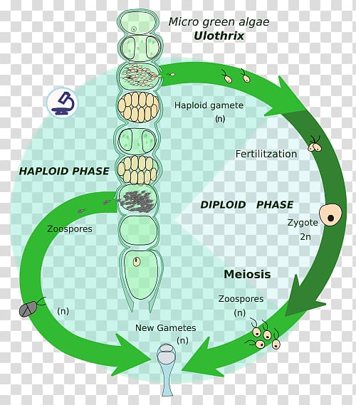 Biological life cycle Ploidy Algae Biology Célula diploide, others transparent background PNG clipart