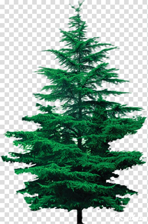 Spruce Tree house Pine Larch, tree transparent background PNG clipart