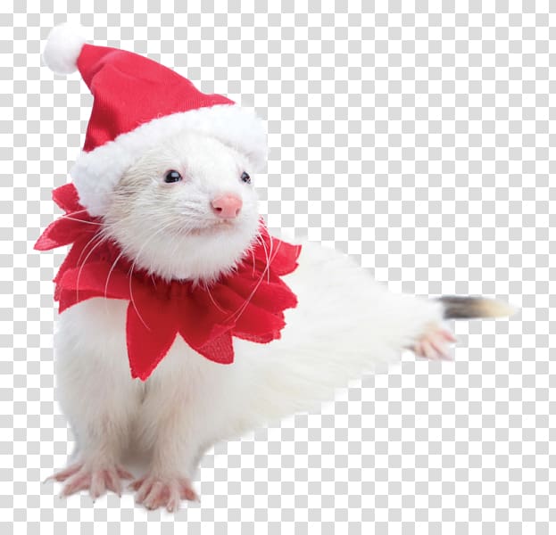 Ferret Rodent Santa suit Costume Petco, ferret transparent background PNG clipart