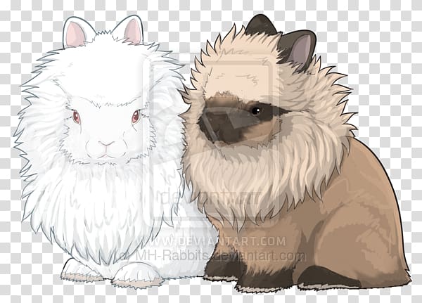 Whiskers Netherland Dwarf rabbit Lionhead rabbit Siamese cat, lionhead bunnies transparent background PNG clipart