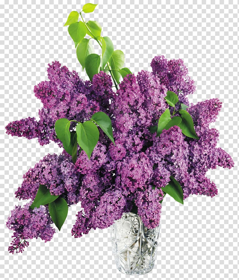 purple petaled flowers in glass vase, Lilac Flower , Vase with Purple Lilac transparent background PNG clipart