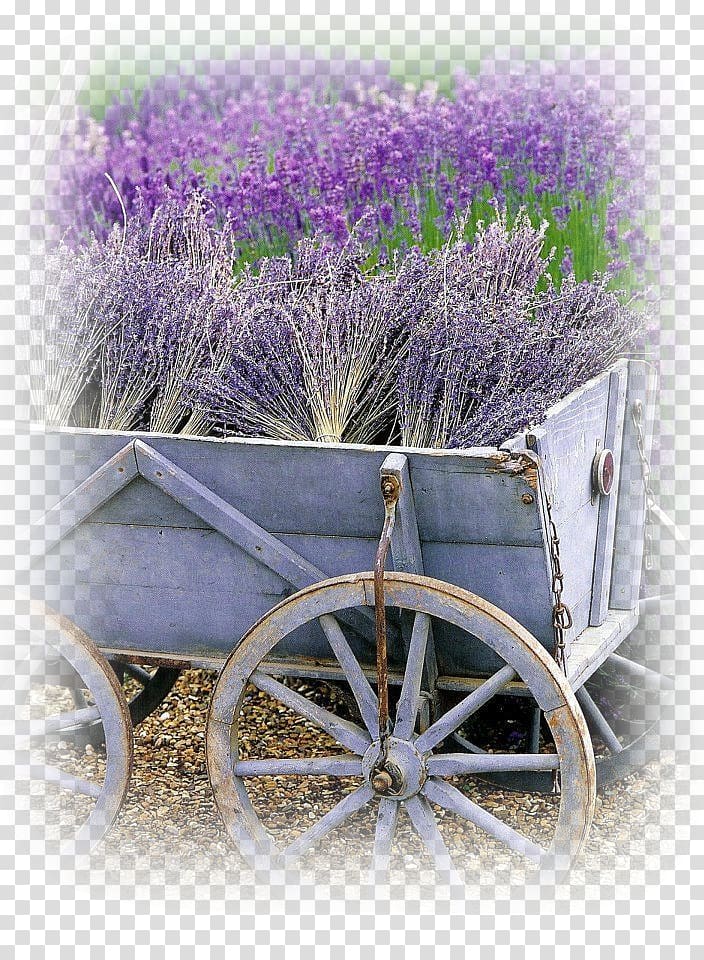 Lavander Field French lavender Garden Flower, lavande transparent background PNG clipart