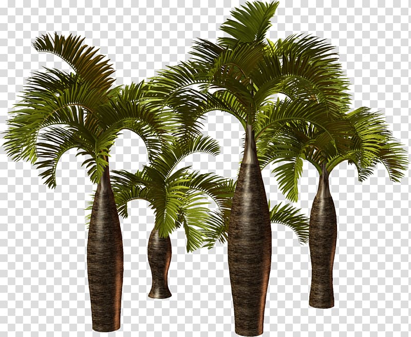 Arecaceae Plant Attalea speciosa Asian palmyra palm, palm tree transparent background PNG clipart
