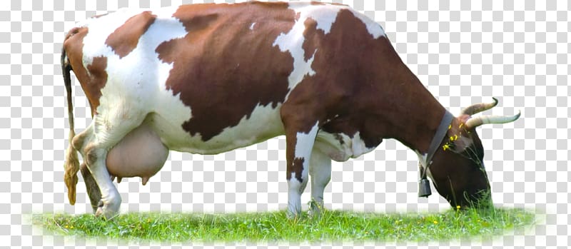 Dairy cattle Pasture Horn, Dirty Cow transparent background PNG clipart
