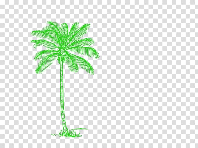 Sammy Arriaga Arecaceae Child Cold in Miami Coconut, green palm transparent background PNG clipart