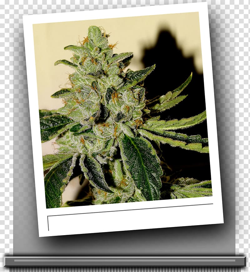 Cannabis Skunk Seed bank Kush, cannabis transparent background PNG clipart