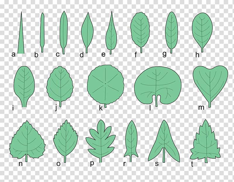 Leaf shape Tree Plant Cupressus, Shape shapes leaf leaves autumn Tags handdrawn transparent background PNG clipart