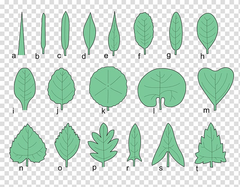 simple leaf shapes