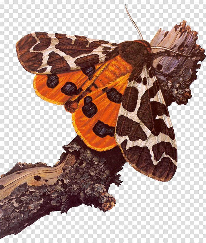 Garden tiger moth Butterfly Art, tiger transparent background PNG clipart