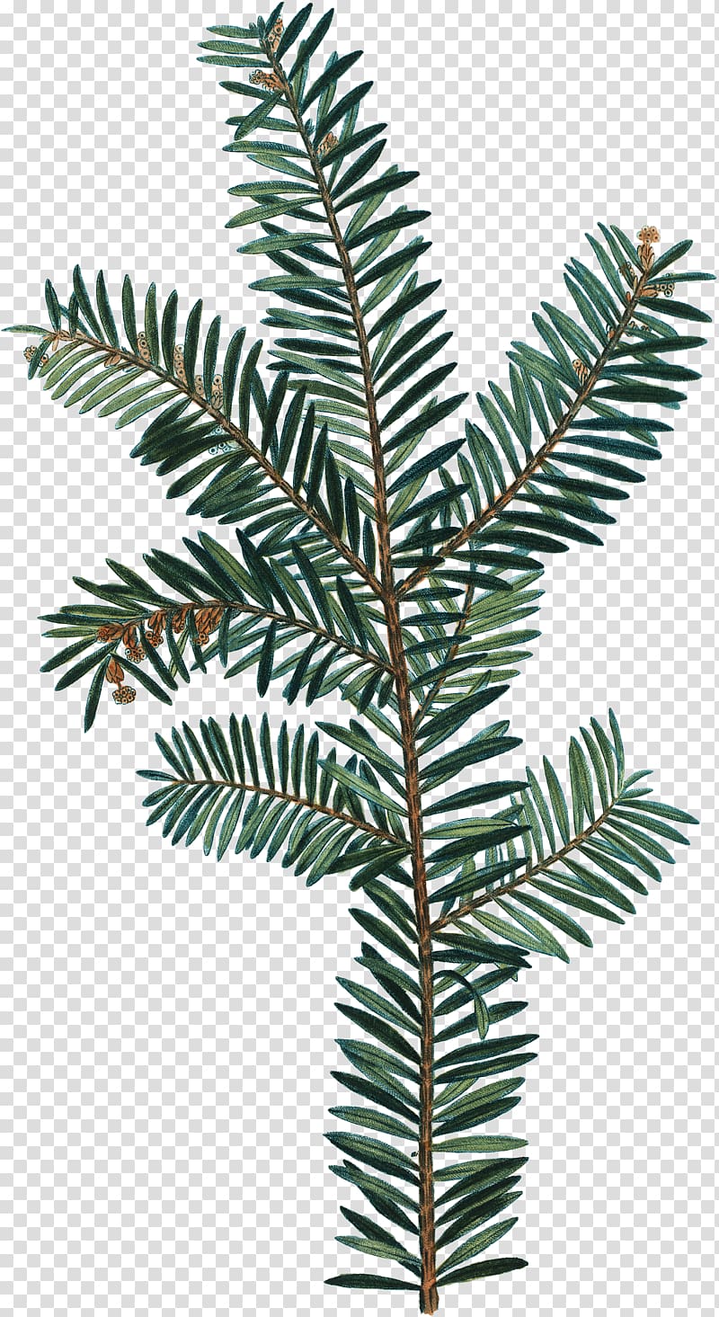 Spruce Botany Drawing, watercolor greenery transparent background PNG clipart