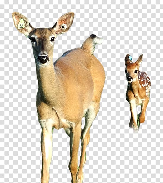 White-tailed deer Antelope Musk deer Animal, fawn transparent background PNG clipart