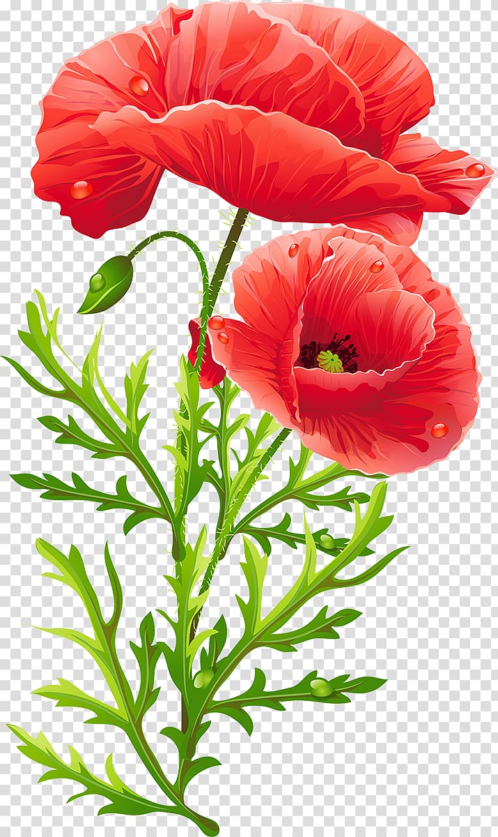 Common poppy Flower Opium poppy Remembrance poppy, Poppies Martinborough transparent background PNG clipart