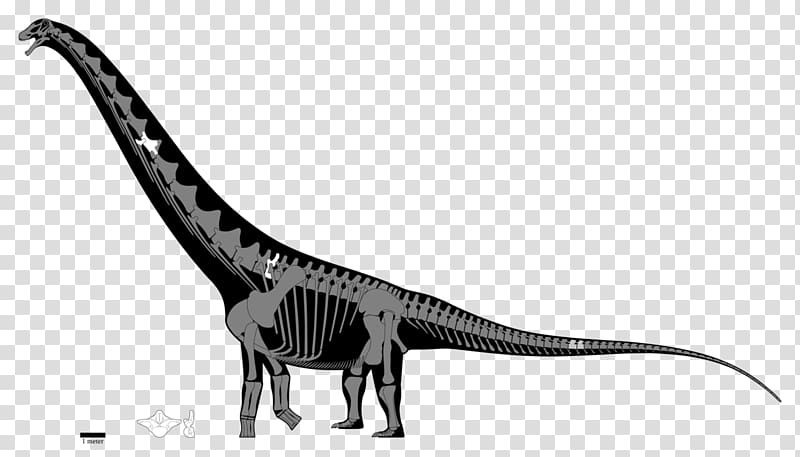 Puertasaurus Argentinosaurus Late Cretaceous Futalognkosaurus Apatosaurus, Skeleton transparent background PNG clipart