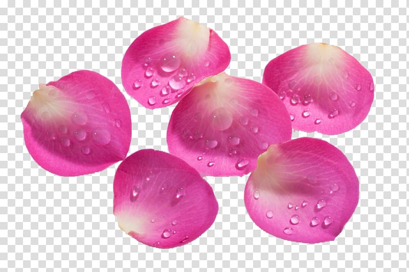 Petal Pink Designer, Pink rose petals transparent background PNG clipart