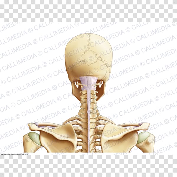Head and neck anatomy Bone Posterior triangle of the neck Thorax, Head and neck transparent background PNG clipart
