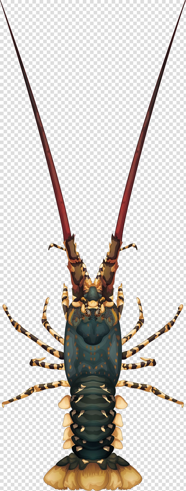 Lobster Panulirus argus Panulirus cygnus Illustration, painted large lobster transparent background PNG clipart