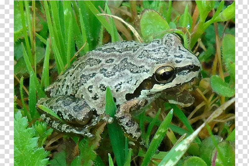 American bullfrog True frog Toad Terrestrial animal, others transparent background PNG clipart