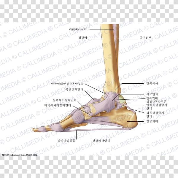 Finger Foot Deltoid ligament Anatomy, Human Bein transparent background PNG clipart