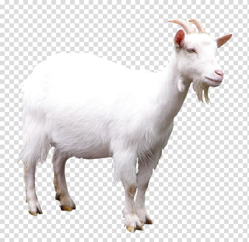 white goat illustration, Goat Sheep , Aries transparent background PNG clipart