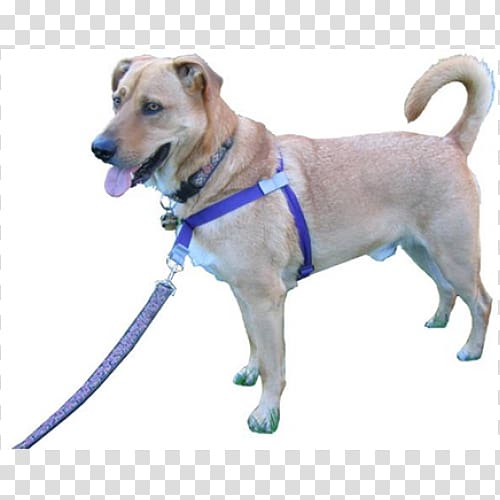 Vizsla Puppy Dog harness Horse Harnesses Pet sitting, puppy transparent background PNG clipart