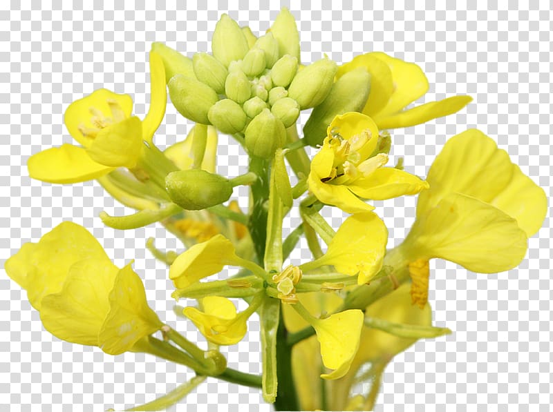 Mustard plant Rapeseed Brassica rapa Brassica juncea, Mustard transparent background PNG clipart