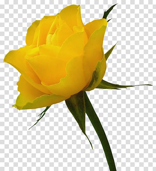 yellow rose, Whisky Yellow Rose Distilling , Yellow Rose transparent background PNG clipart