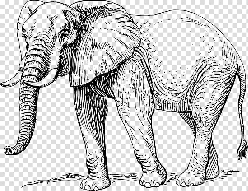 Asian elephant African elephant Drawing , elephant drawing transparent background PNG clipart