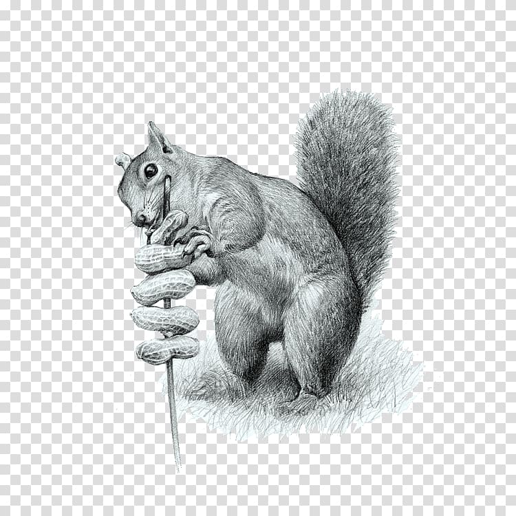 Cat Tree squirrels Drawing Computer file, Squirrel eating peanuts transparent background PNG clipart
