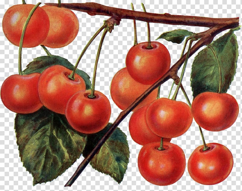 Tomato Cherry Fruit Cerasus Maraschino, tomato transparent background PNG clipart