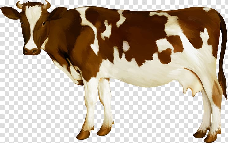Holstein Friesian cattle Simmental cattle Calf Dairy cattle Udder, Dairy cow transparent background PNG clipart