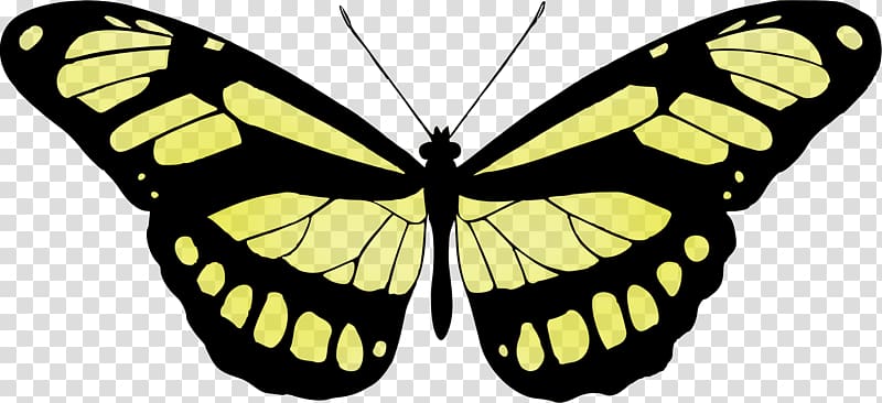 Monarch butterfly Papilio ulysses Printmaking , butterfly transparent background PNG clipart