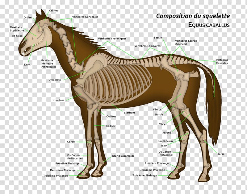 Horse Equine anatomy Skeleton Organ, horse transparent background PNG clipart