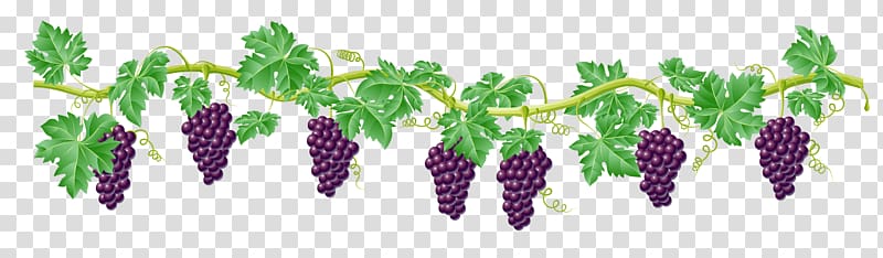 purple grapes illustration, Kyoho Grape Vine , grape transparent background PNG clipart