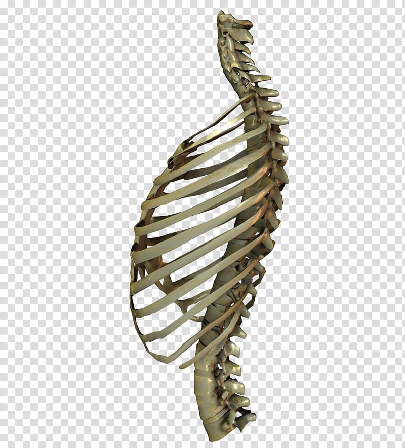 Digital art Bone, animal skull transparent background PNG clipart