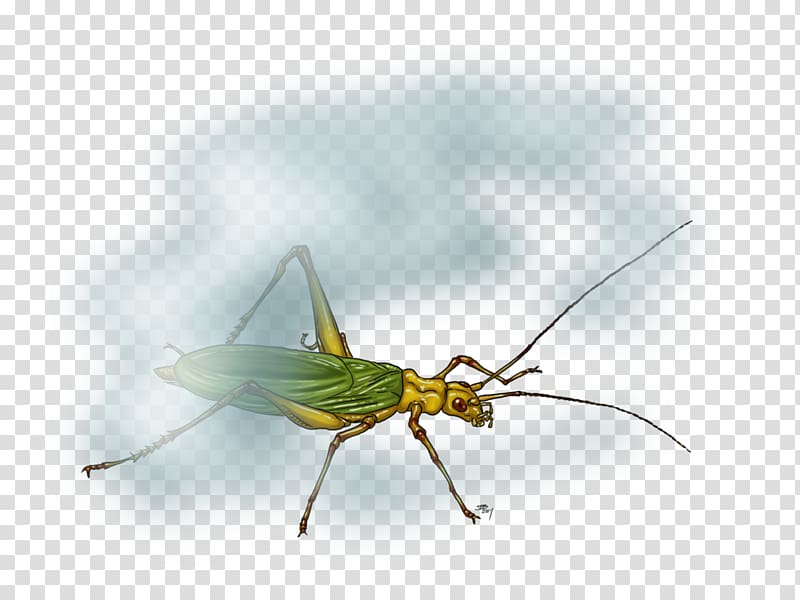Grasshopper Locust Art Insect wing Cricket Wireless, Cricket Like Insect transparent background PNG clipart