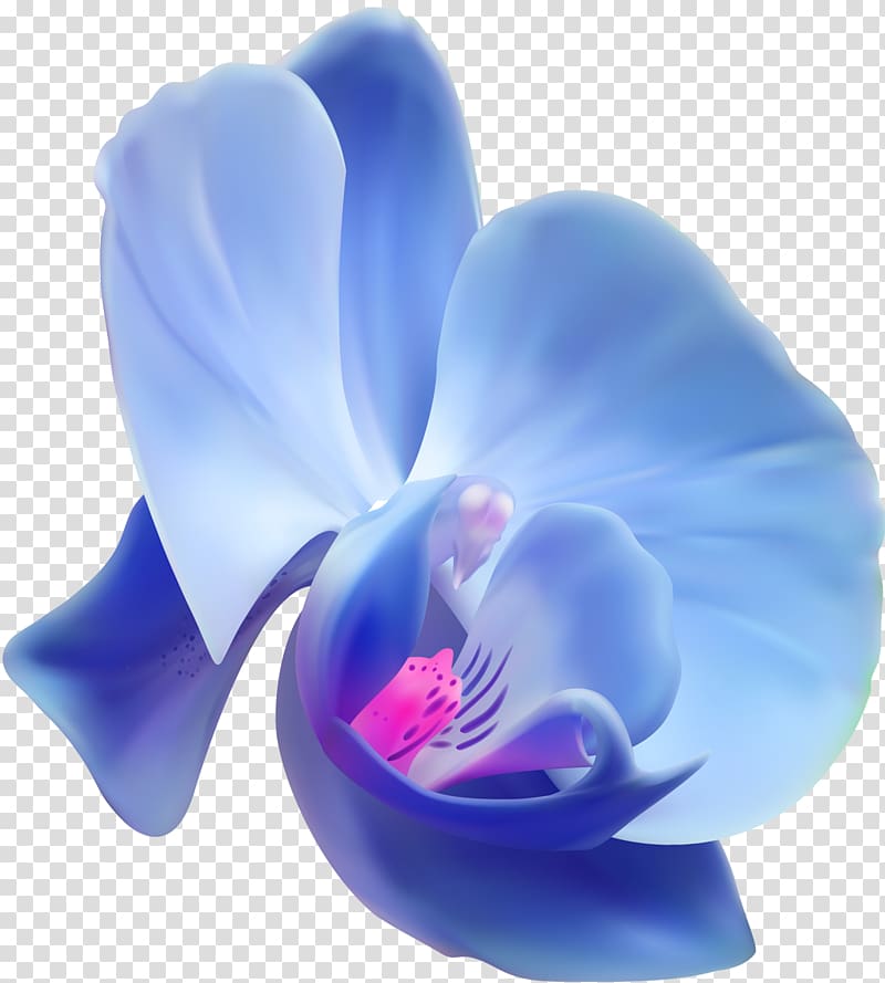 Orchids Flower , orchid transparent background PNG clipart
