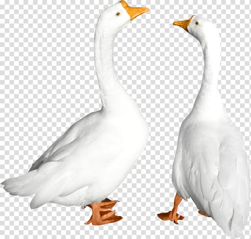 Duck Goose Cygnini Bird, Animals Duck transparent background PNG clipart