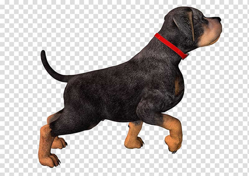Rottweiler Puppy , dogs transparent background PNG clipart