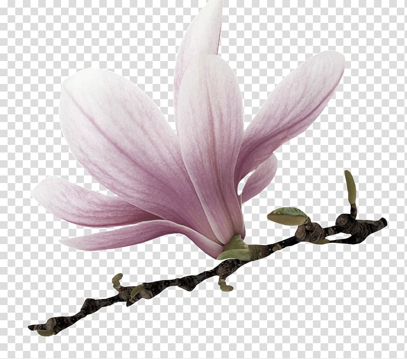 Flower , sandal transparent background PNG clipart