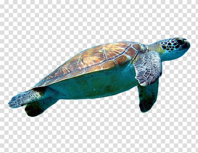 Loggerhead sea turtle Cheloniidae , Turtle transparent background PNG clipart