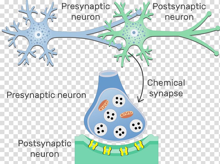 Electrical synapse Neuron Postsynaptic potential Chemical synapse, transparent background PNG clipart