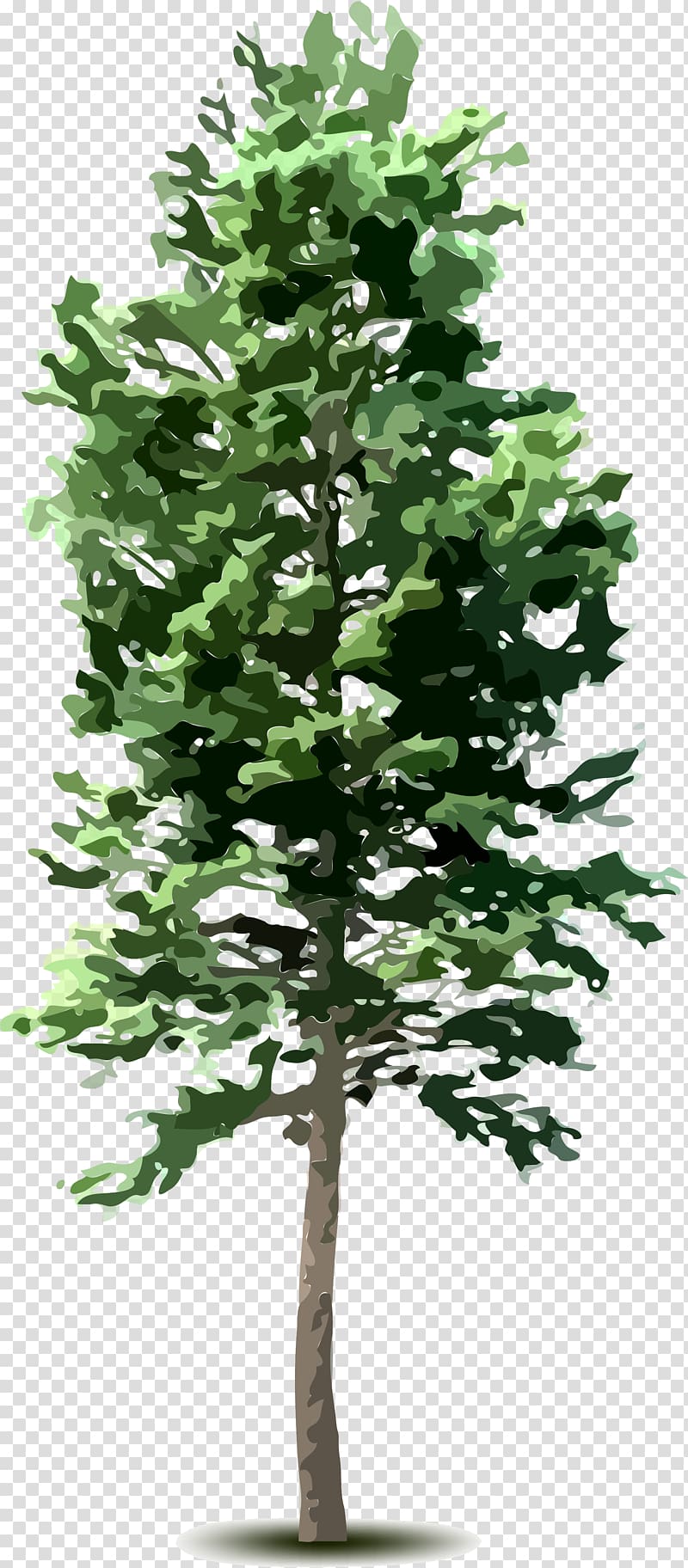 Tree Plant , tree top transparent background PNG clipart